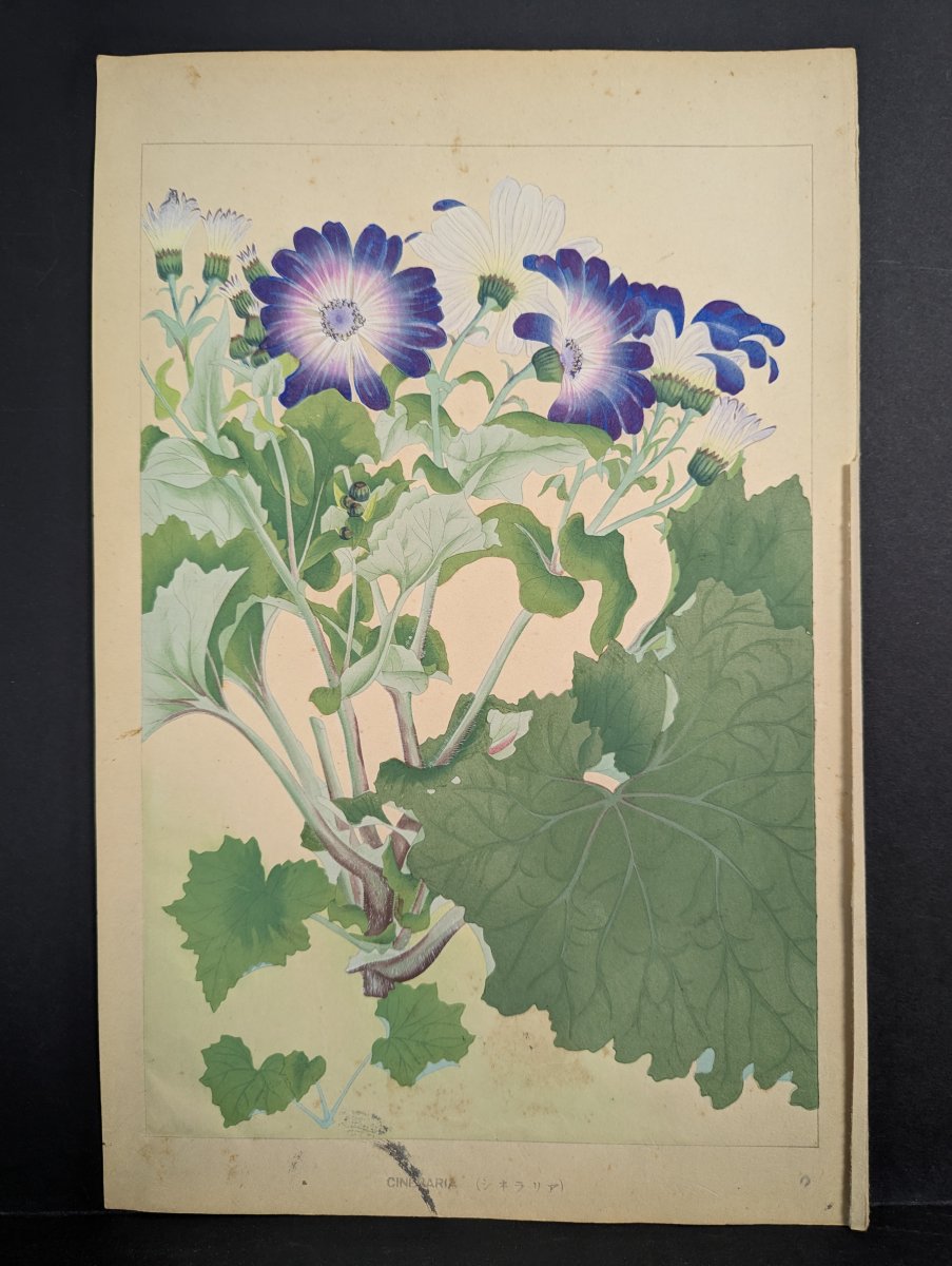 Japanese Woodblock Print by Rakuzan Tsuchiya Cineraria Floral Art