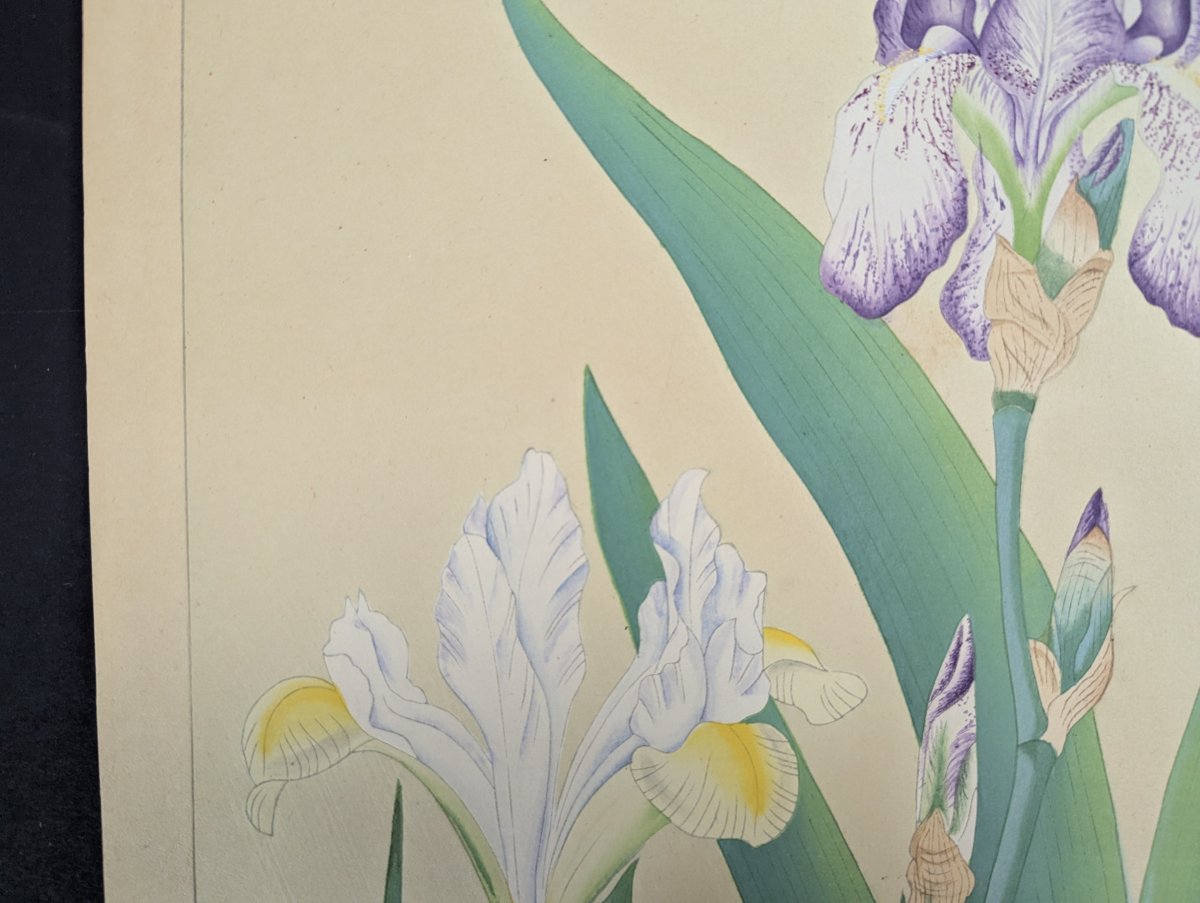 Tsuchiya Rakuzan Japanese Woodblock Print Iris - Shin-hanga Flower Artwork