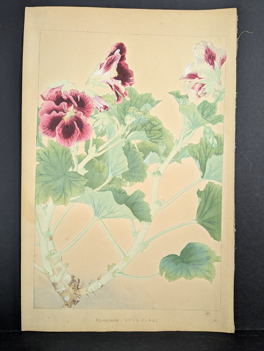 Japanese Woodblock Print 'Pelargonium' by Tsuchiya Rakuzan