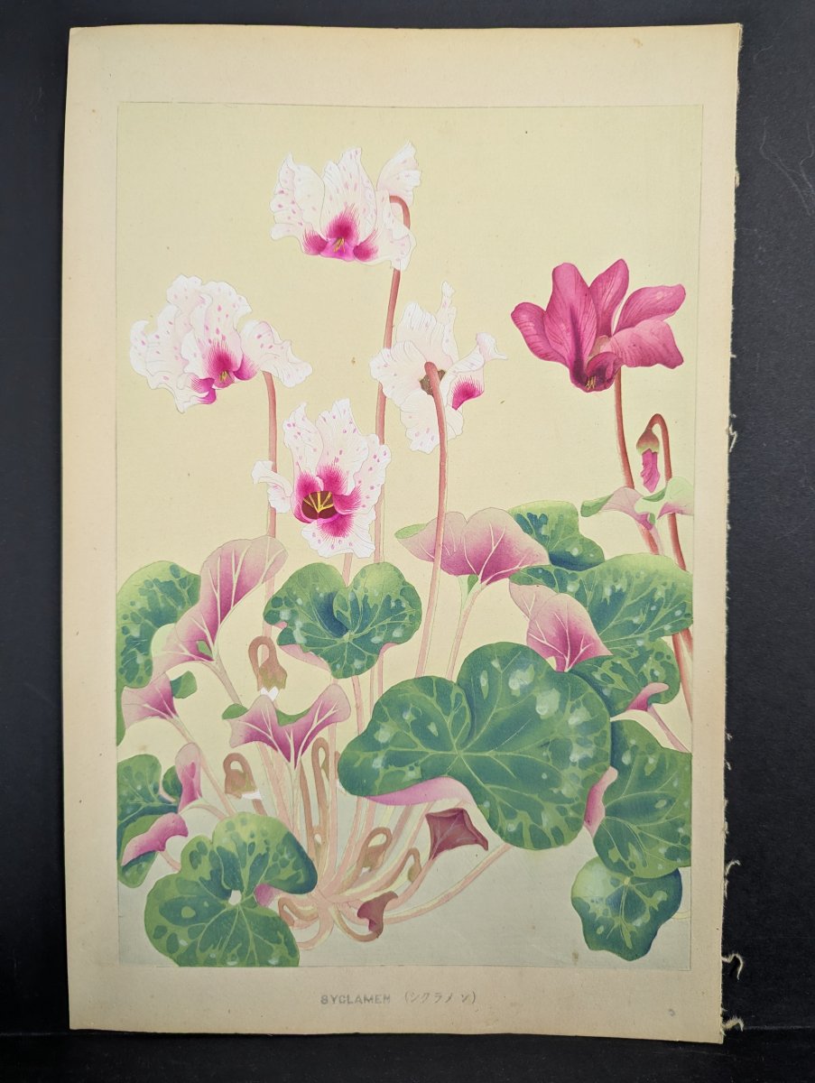 Japanese Woodblock Print by Rakuzan Kachō 'Cyclamen' from Rakuzan Flower Print Series