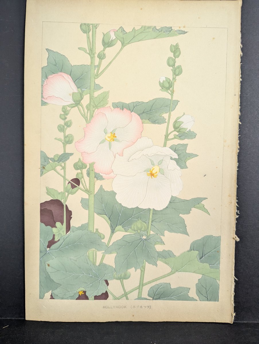 Hollyhock Japanese Woodblock Print by Rakuzan Tsuchiya - Shin-Hanga Flower Art