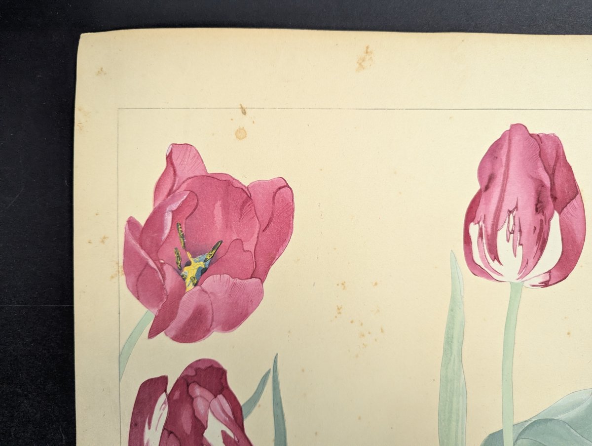 Rakuzan Tsuchiya Japanese Woodblock Print - Tulips - Kachō-ga Artwork