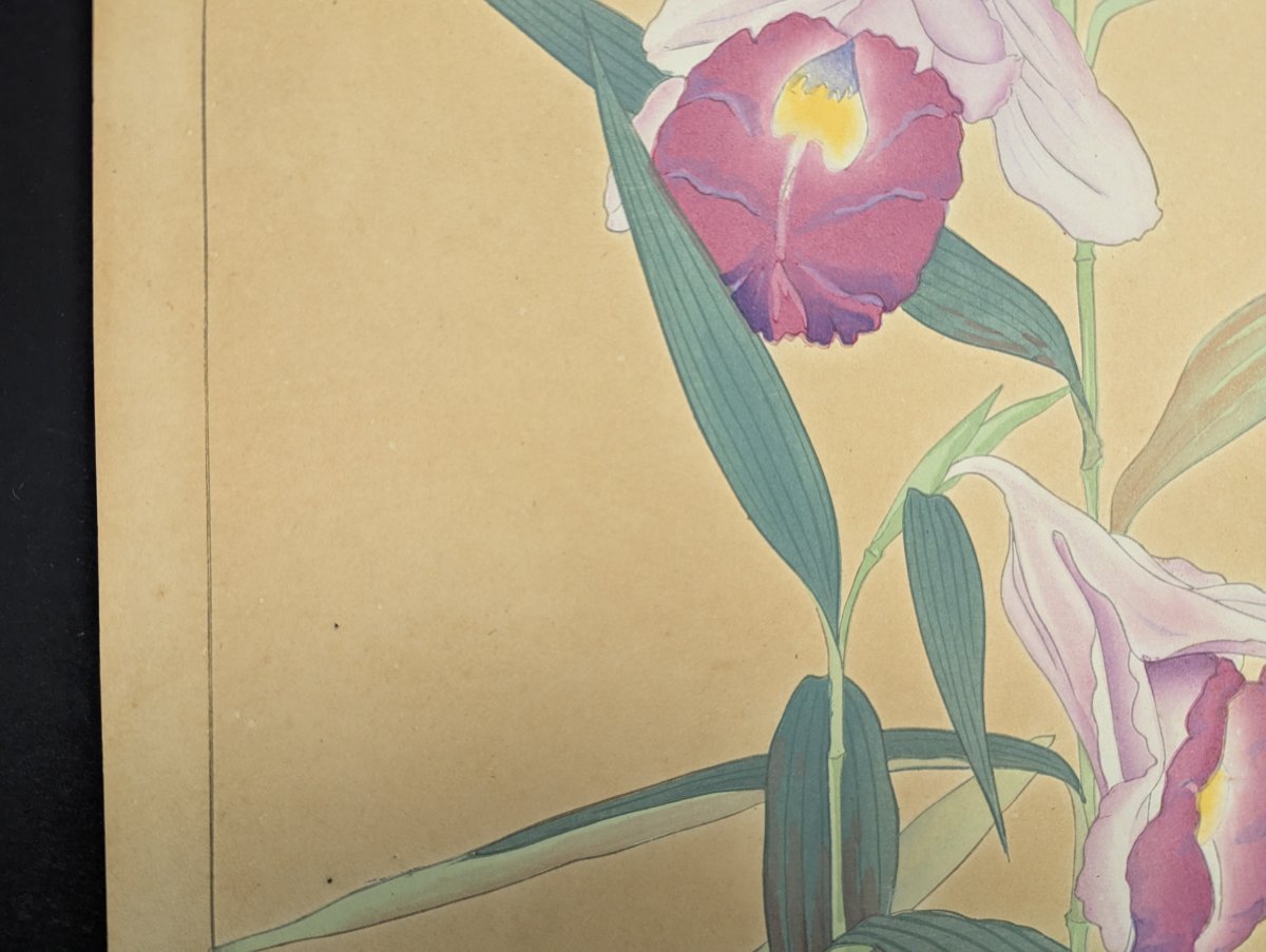Japanese Woodblock Print by Rakuzan Tsuchiya - Sobralia Veitchii & Epidendrum
