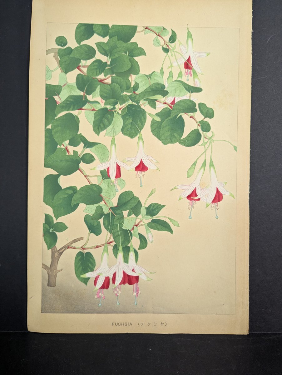 Japanese Woodblock Print Fuchsia By Rakuzan Nakayama Beautiful Artwork