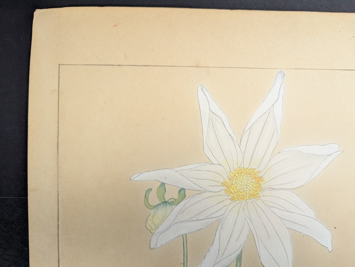 Rakuzan Tsuchiya Dahlia Japanese Woodblock Print