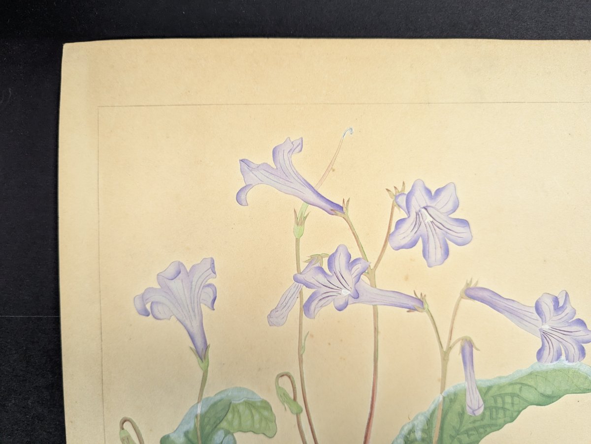Rakuzan Tsuchiya Japanese Woodblock Print - Streptocarphs