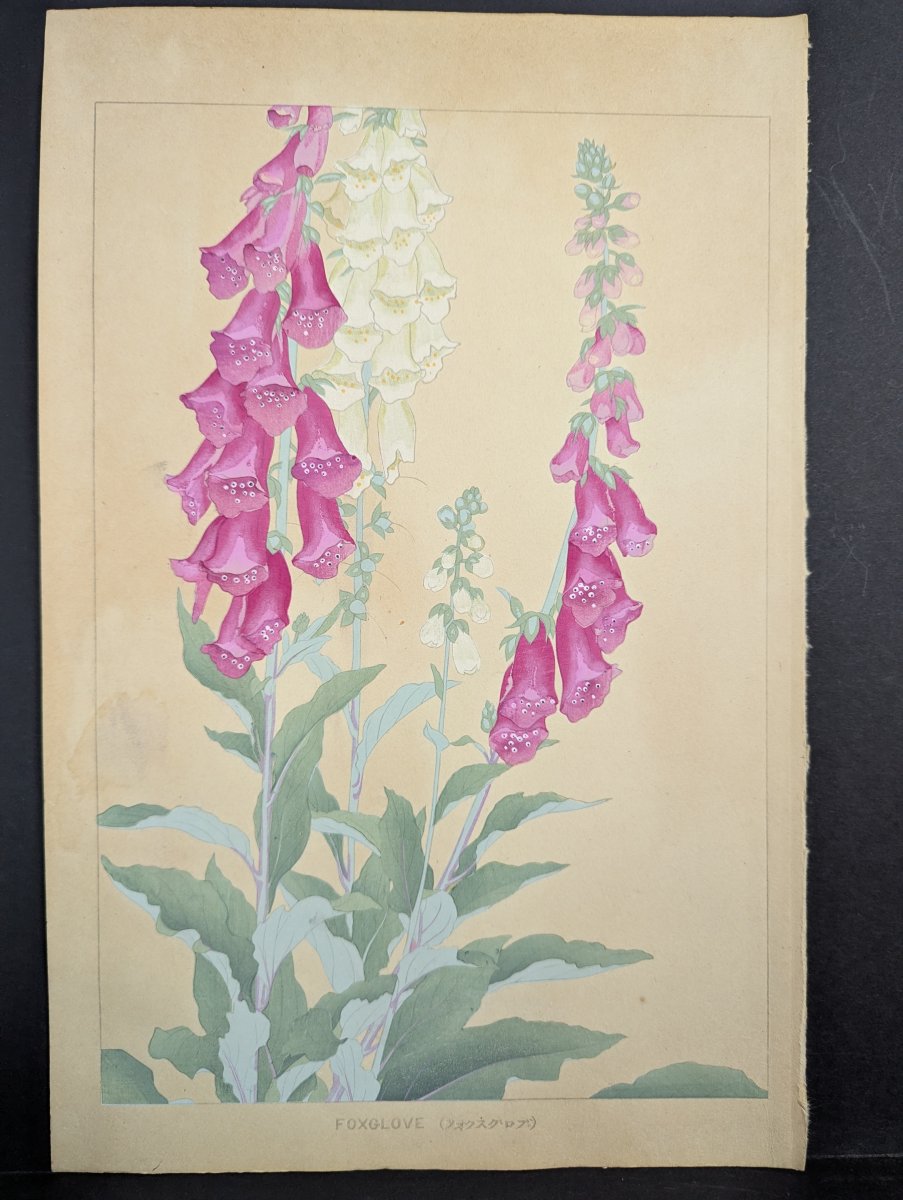 Foxglove Japanese Woodblock Print by Rakuzan - Vibrant Floral Artwork