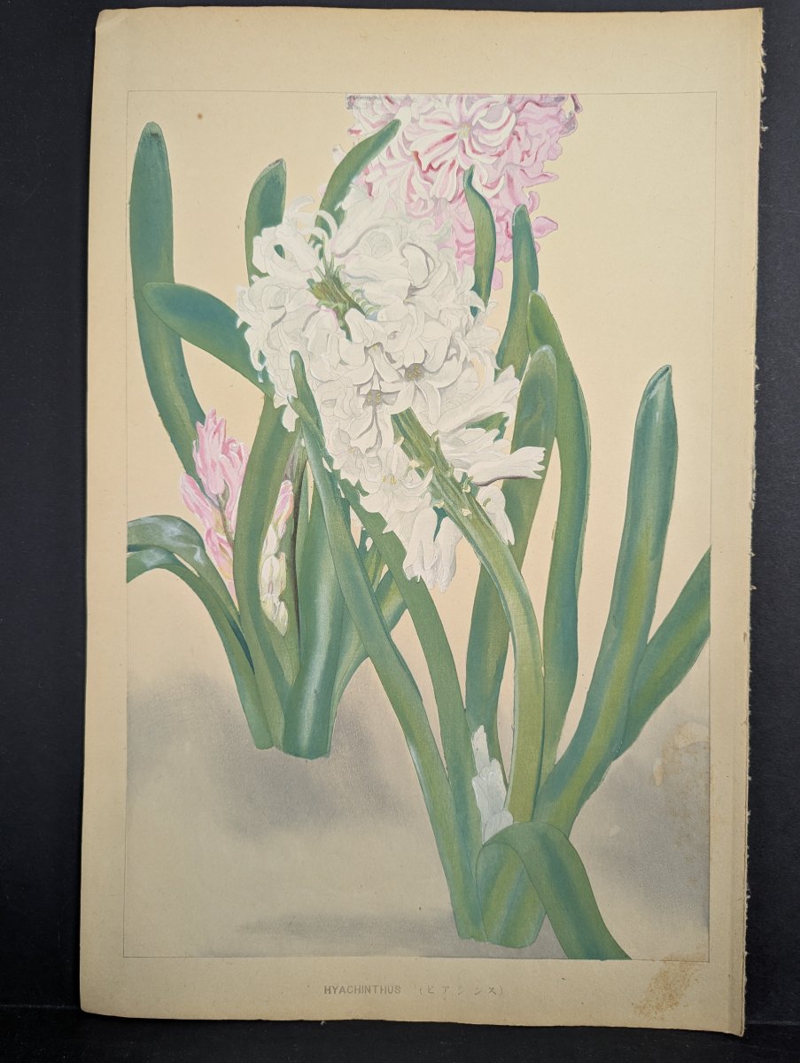 Hyacinthus Japanese Woodblock Print by Rakuzan Tsuchiya - Botantical Series Art