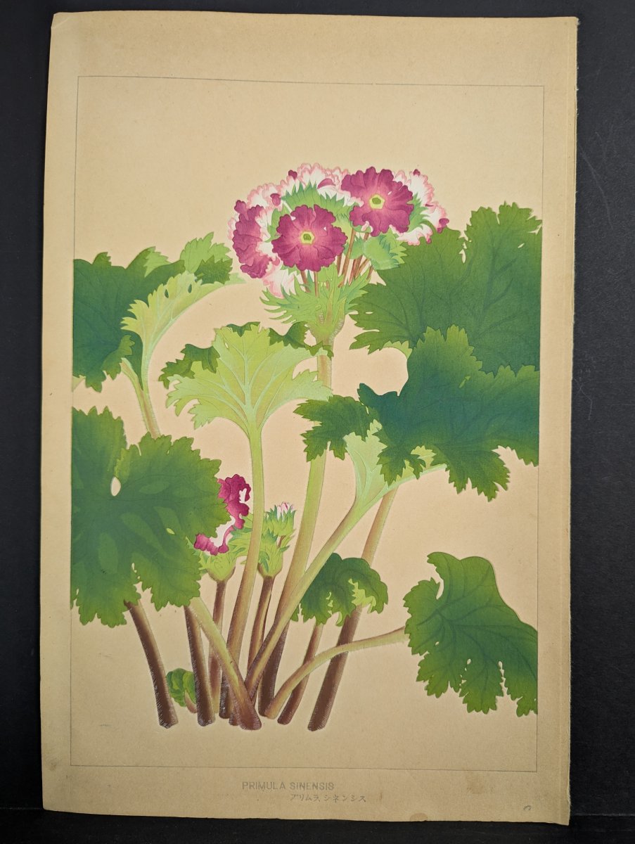 Rakuzan Tsuchiya Japanese Woodblock Print 'Primula Sinensis' - Beautiful Botanical Art
