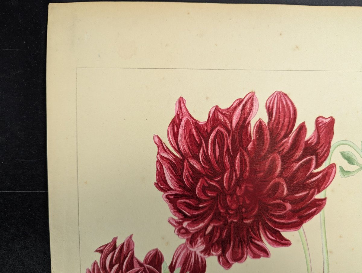 Rakuzan Tsuchiya Japanese Woodblock Print - Dahlia - Beautiful Nature Art