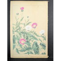 Japanese Woodblock Print by Rakuzan Tsuchiya - Basket Flower Artwork