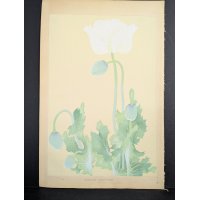 Rakuzan Tsuchiya Japanese Woodblock Print Papaver Somniferum Opium Poppy Art