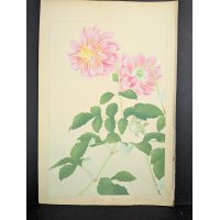 Japanese Woodblock Print Dahlia by Rakuzan Tsuchiya - Early 20th Century Artwork